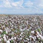 cotton field