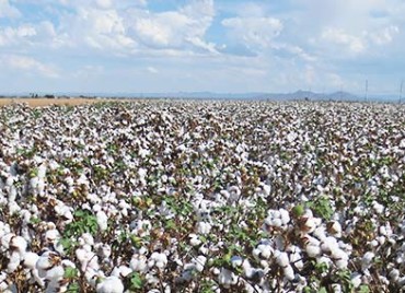 cotton field