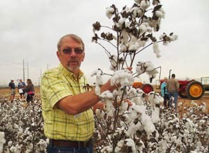 harvesting cotton by hand