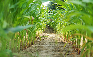 corn field