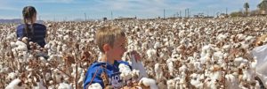 children in cotton field